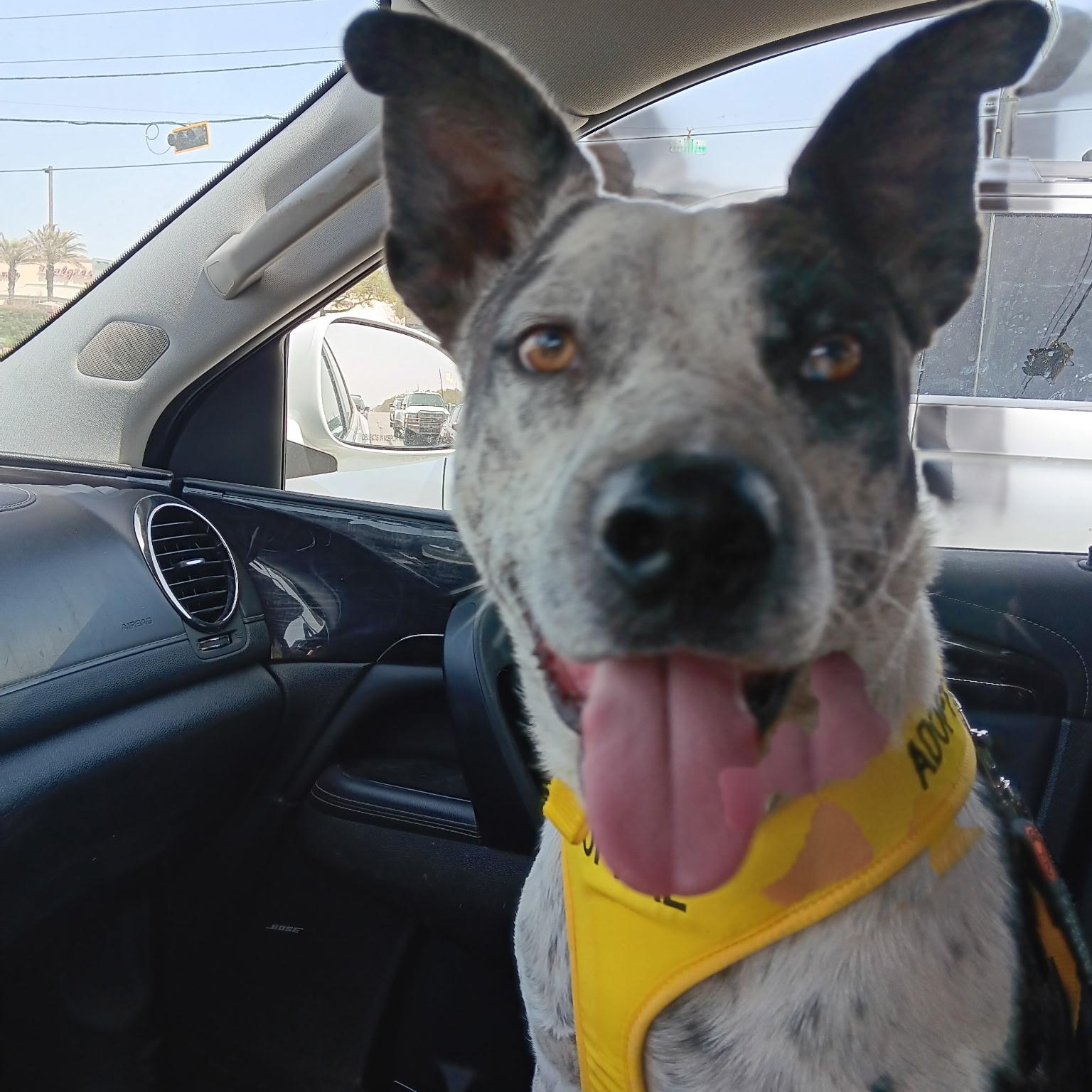 Bandit, an adoptable Australian Cattle Dog / Blue Heeler in Calumet, MI, 49913 | Photo Image 1