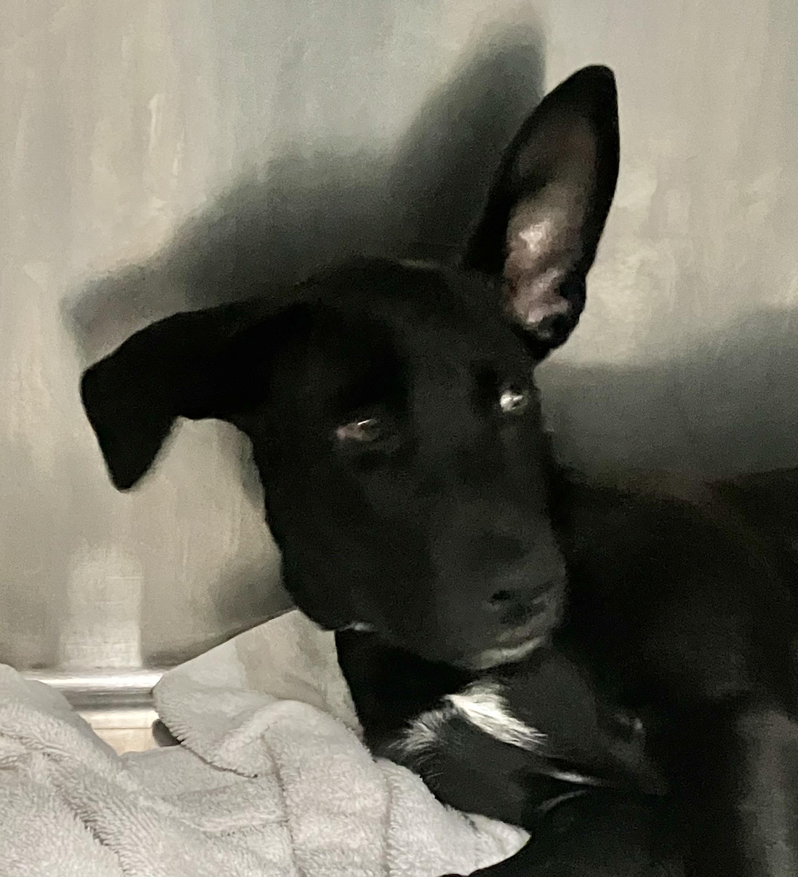 Enlarge Phantom, a Adoptable mixed breed in Parma, OH image 1/1