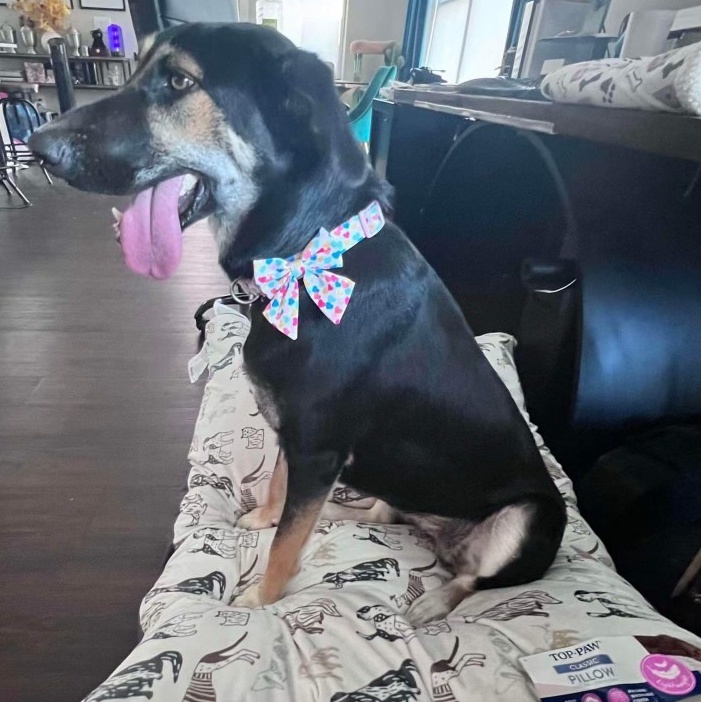 Enlarge URGENT! Daffodil- Perfect leash walker & sweet as pie!, a Adoptable mixed breed in Greenville, NC image 2/3