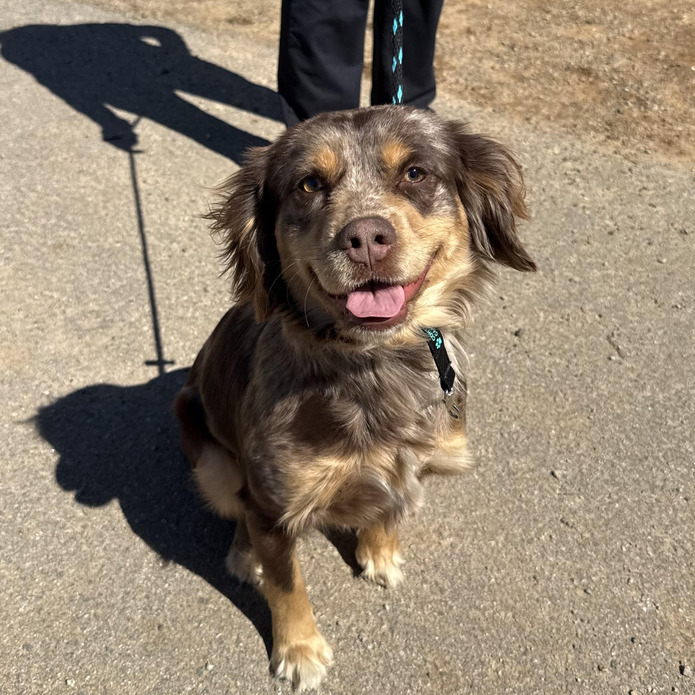 Dove — thumbnail 2