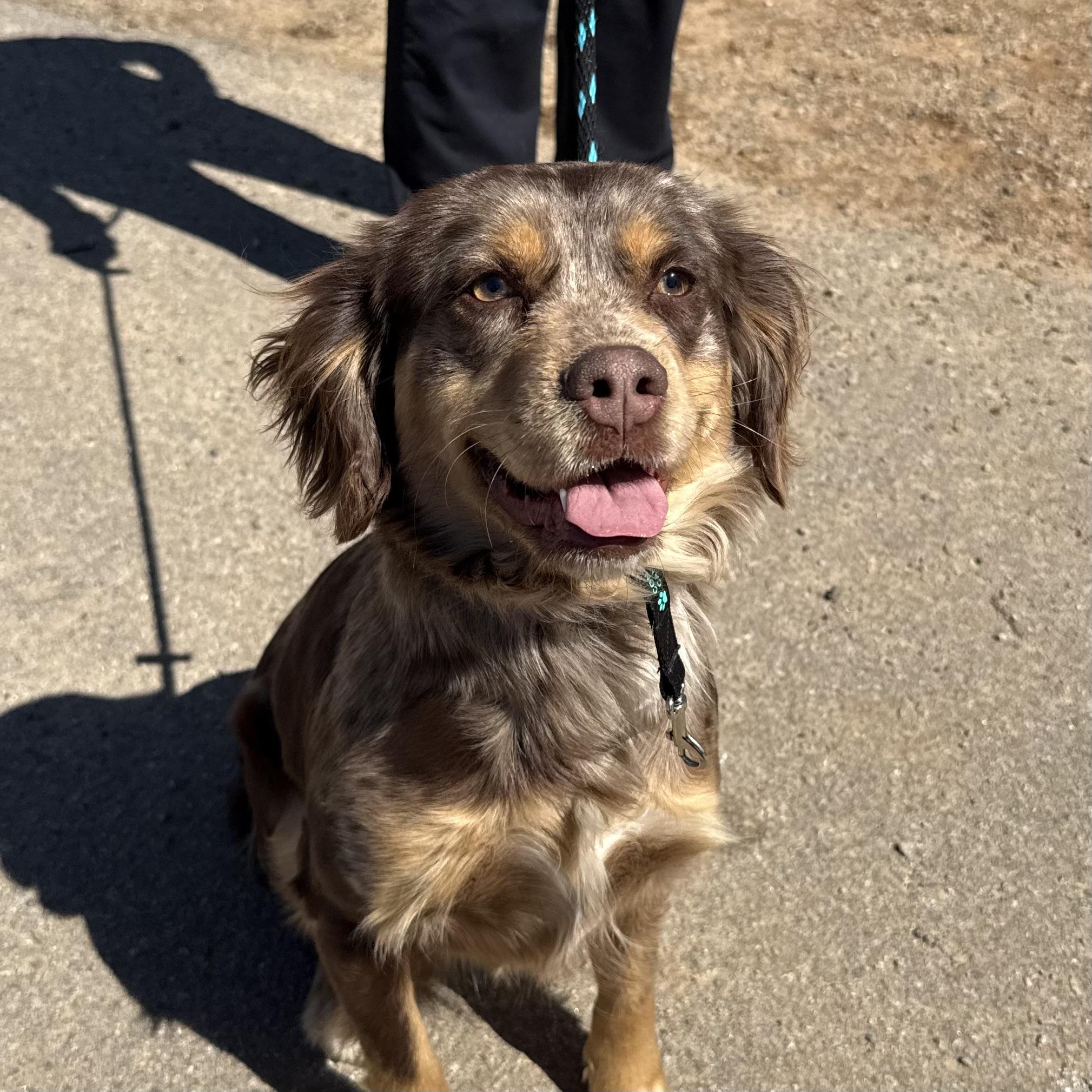 Dove — thumbnail 3