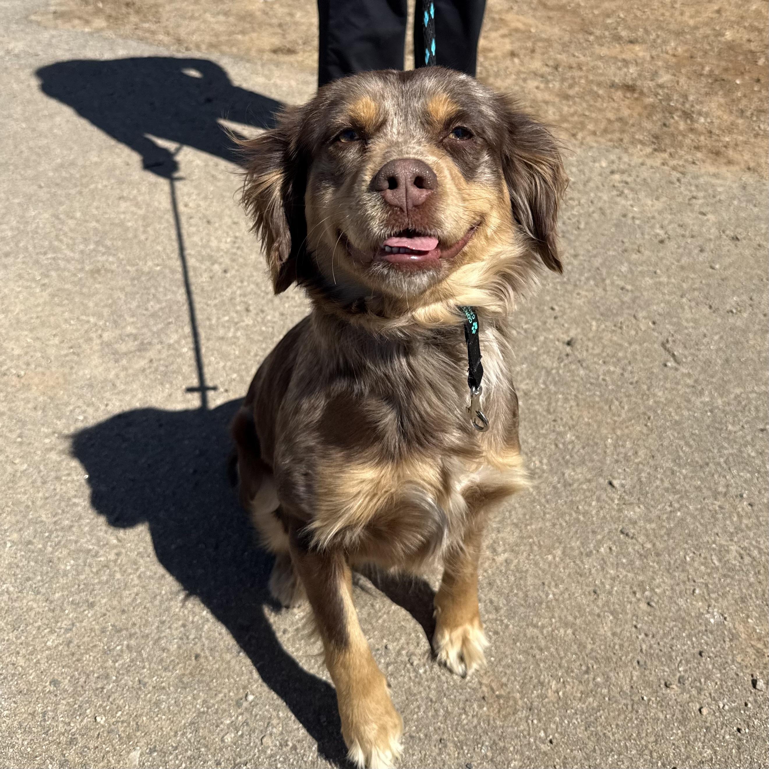 Dove — thumbnail 4