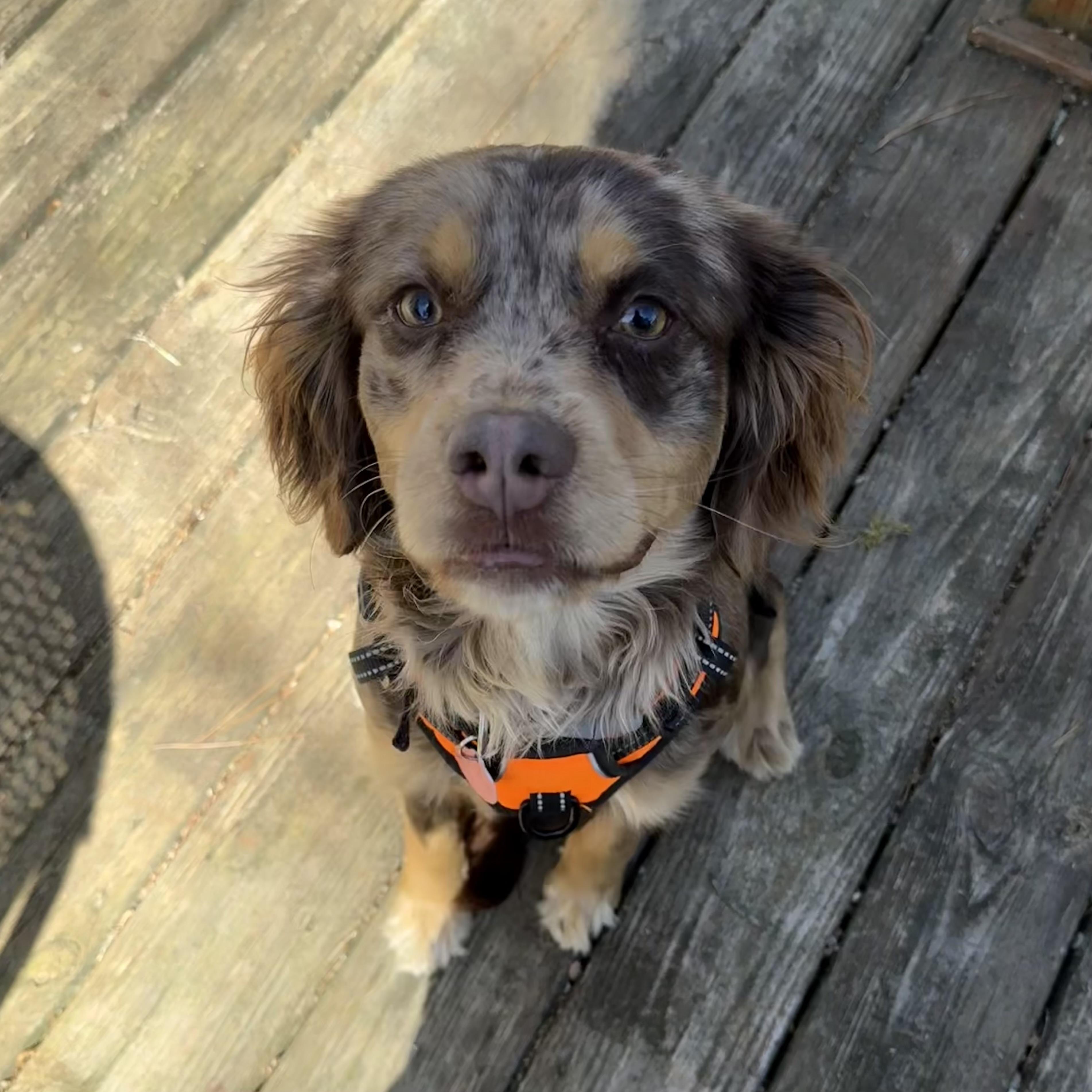 Dove — thumbnail 5