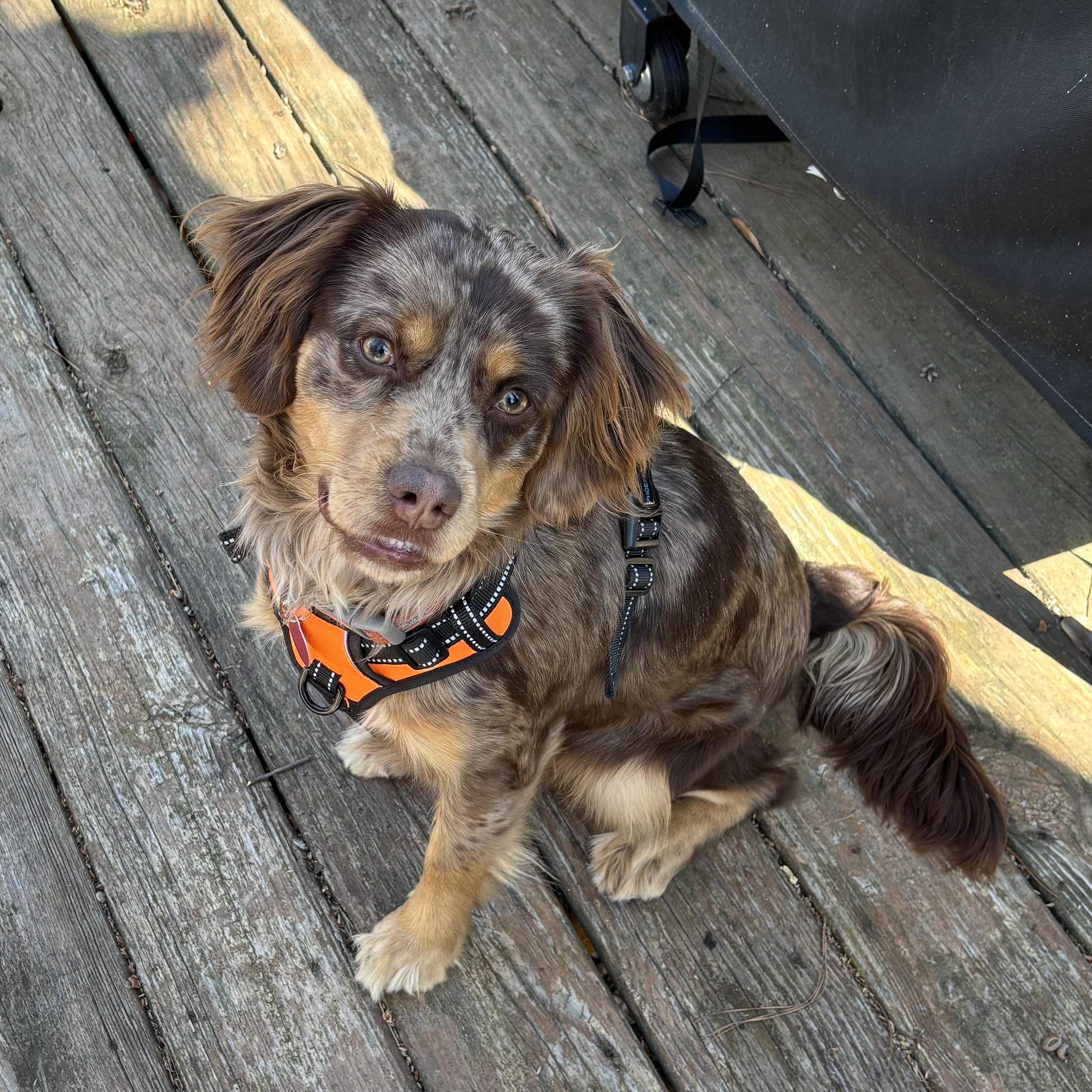 Dove — thumbnail 6