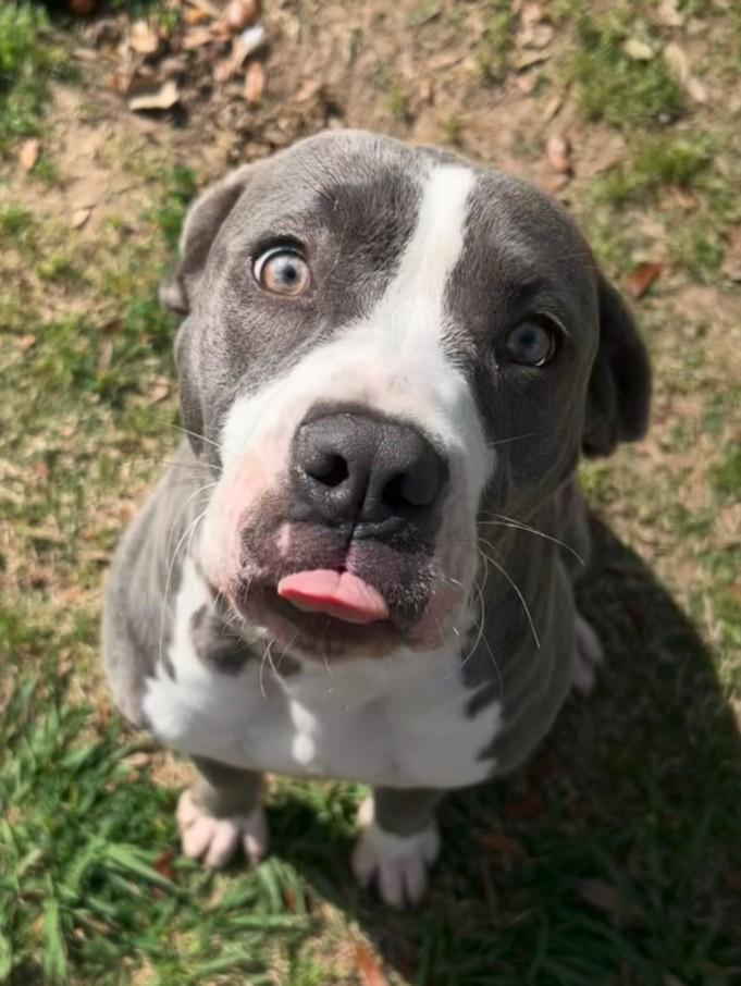 Enlarge BELLE, a Adoptable mixed breed in Texas City, TX image 1/1