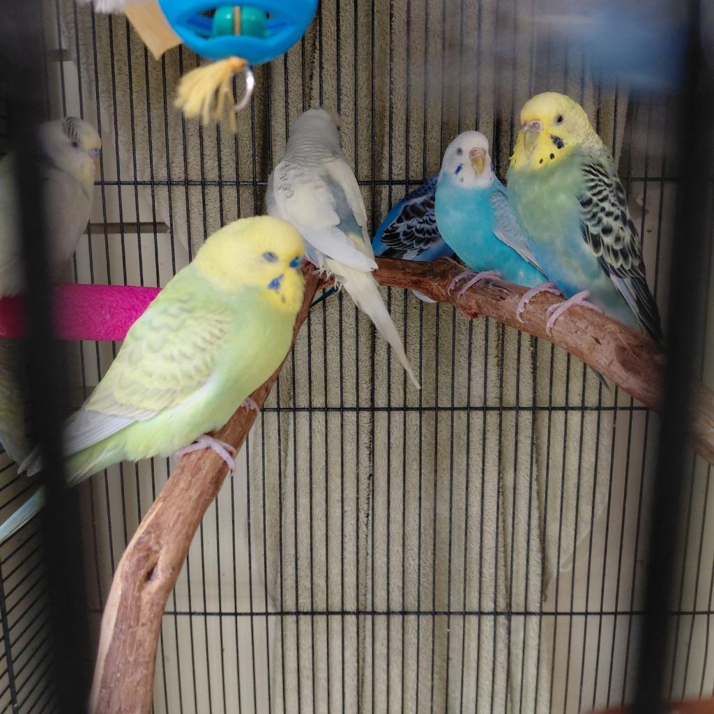 23, Adoptable, Young Male Parakeet (Other).