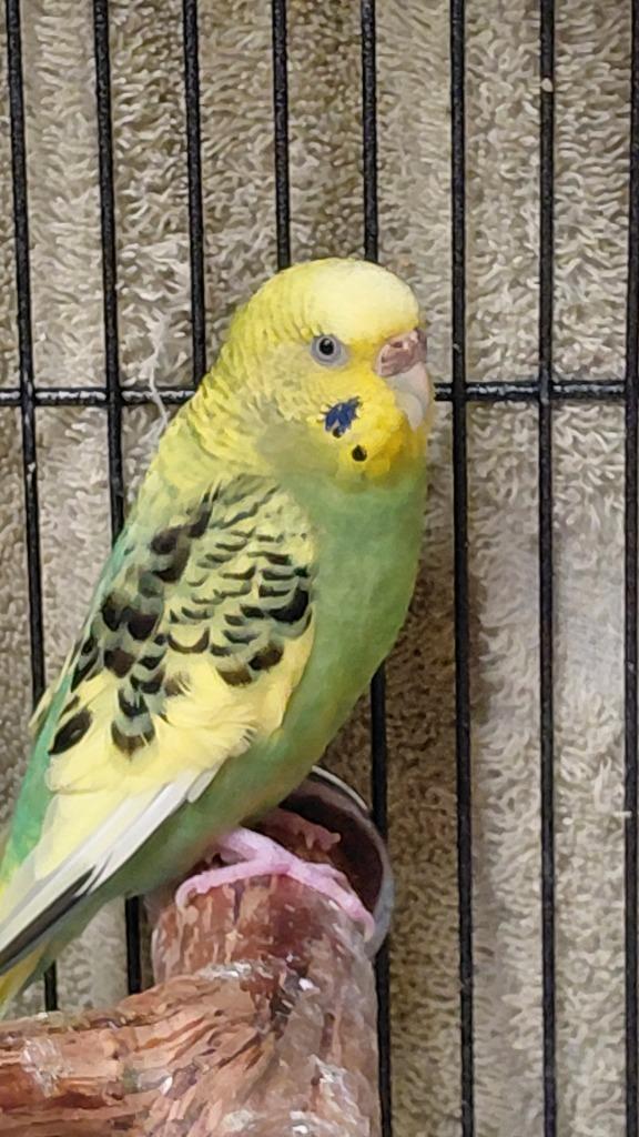 Extra yellow, a Adoptable Parakeet (Other) in Cincinnati, OH image 1/2
