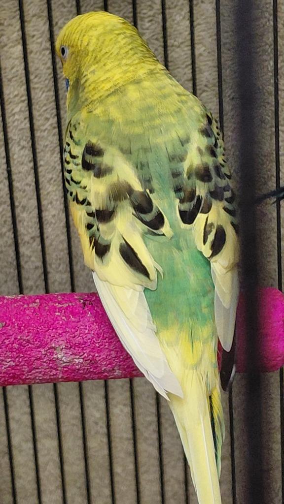 Extra yellow, a Adoptable Parakeet (Other) in Cincinnati, OH image 2/2