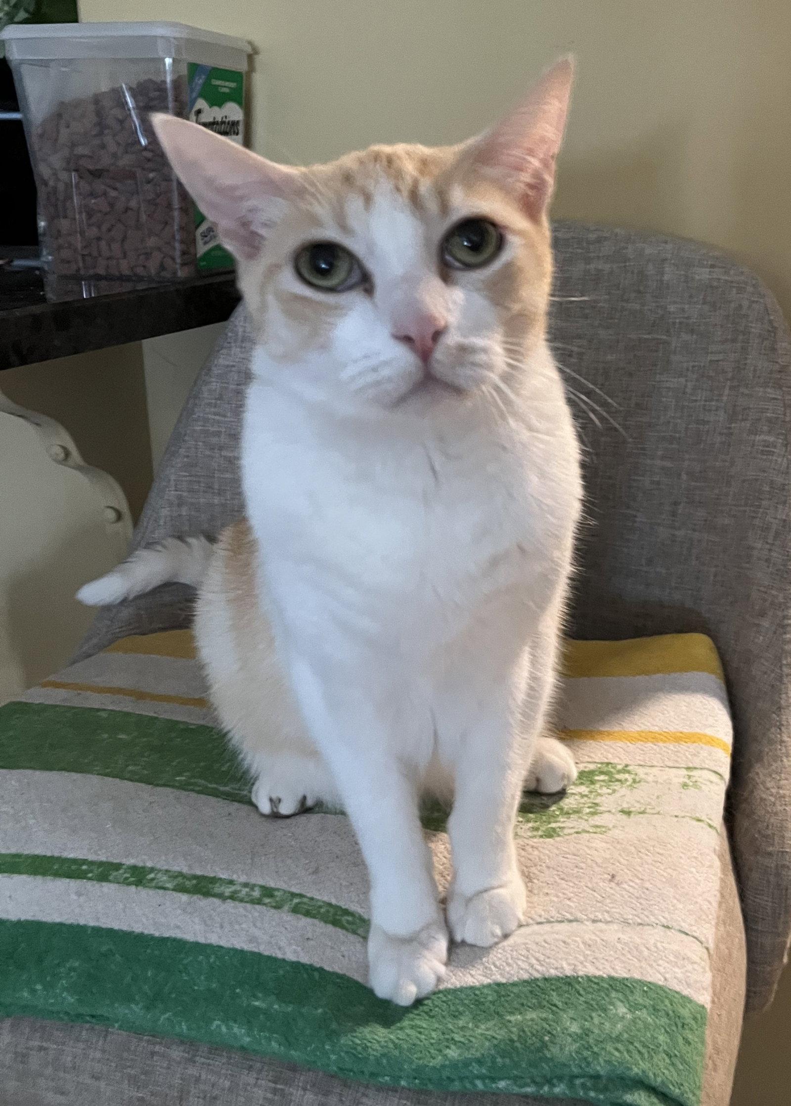 Declawed Senior Loverboy, Adoptable, Senior Male Tabby.