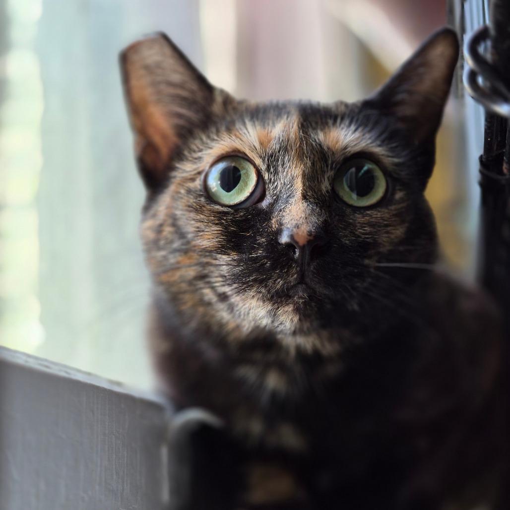 Enlarge Macadamia, a Adoptable Domestic Short Hair in Richmond, KY image 4/6