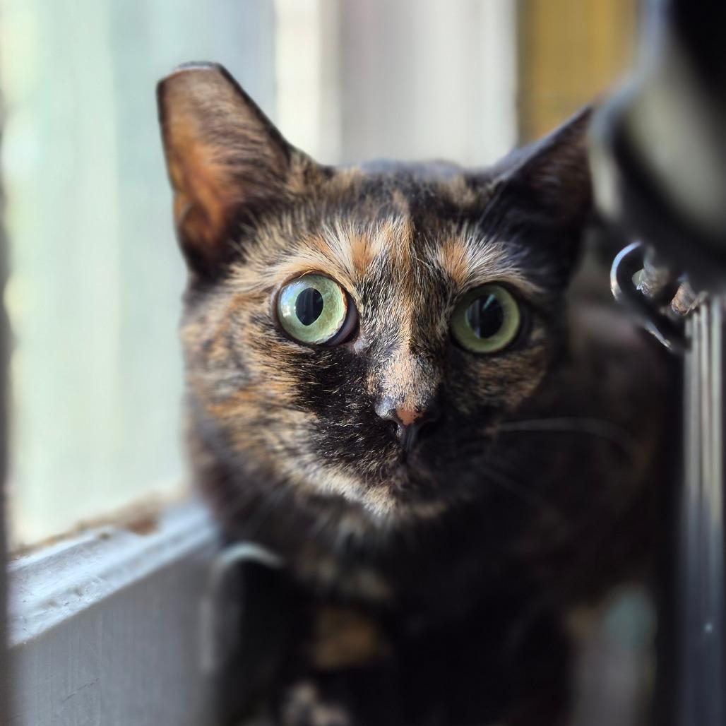 Enlarge Macadamia, a Adoptable Domestic Short Hair in Richmond, KY image 6/6