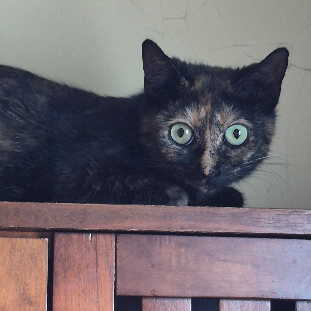 Enlarge Macadamia, a Adoptable Domestic Short Hair in Richmond, KY image 2/6