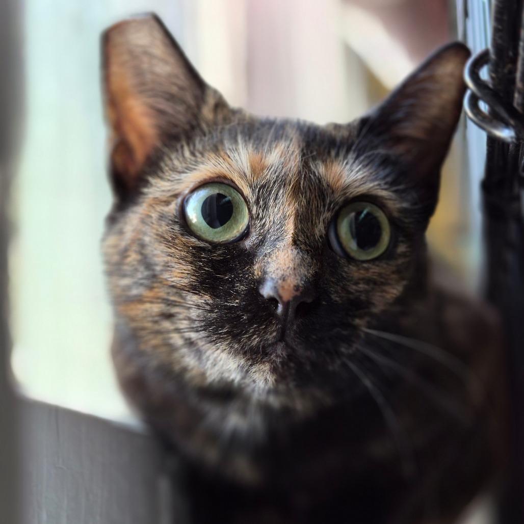 Enlarge Macadamia, a Adoptable Domestic Short Hair in Richmond, KY image 1/6