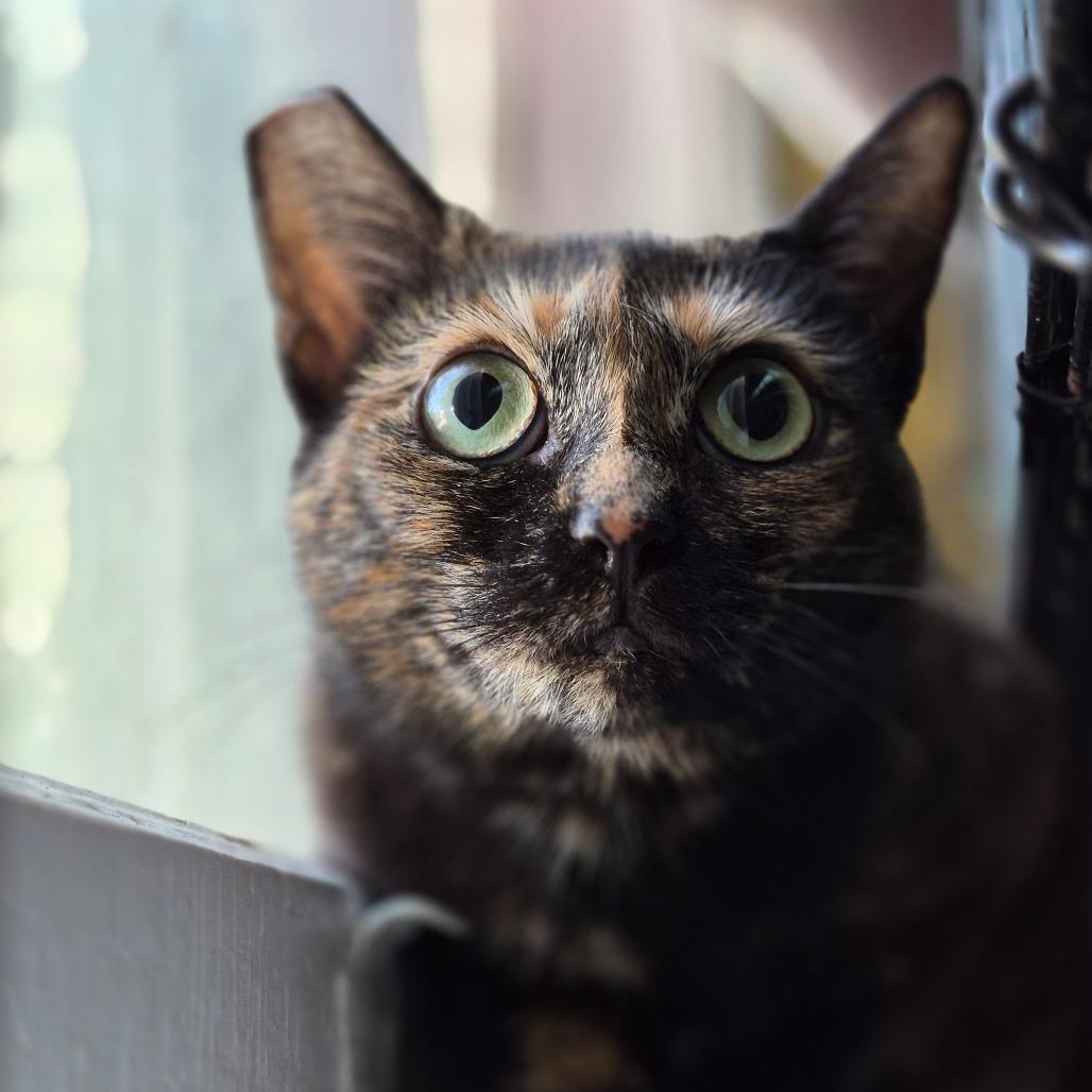 Enlarge Macadamia, a Adoptable Domestic Short Hair in Richmond, KY image 3/6