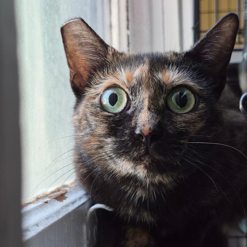 Enlarge Macadamia, a Adoptable Domestic Short Hair in Richmond, KY image 5/6
