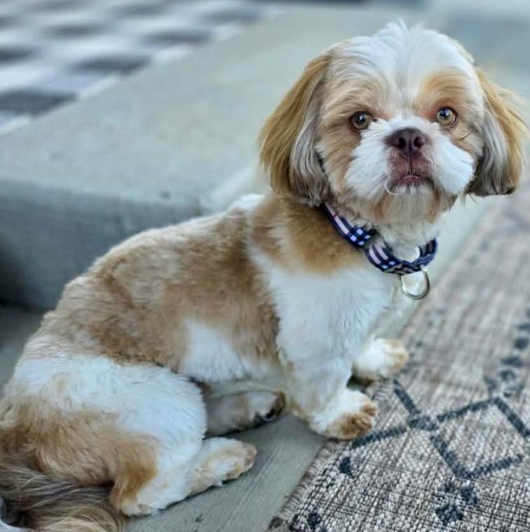 Enlarge Crunch, a ADOPTABLE mixed breed in Mead, CO image 1/1