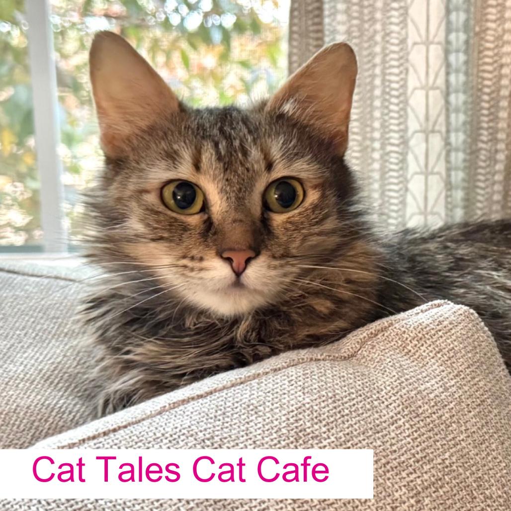 Pippy, Adoptable, Young Female Domestic Medium Hair.