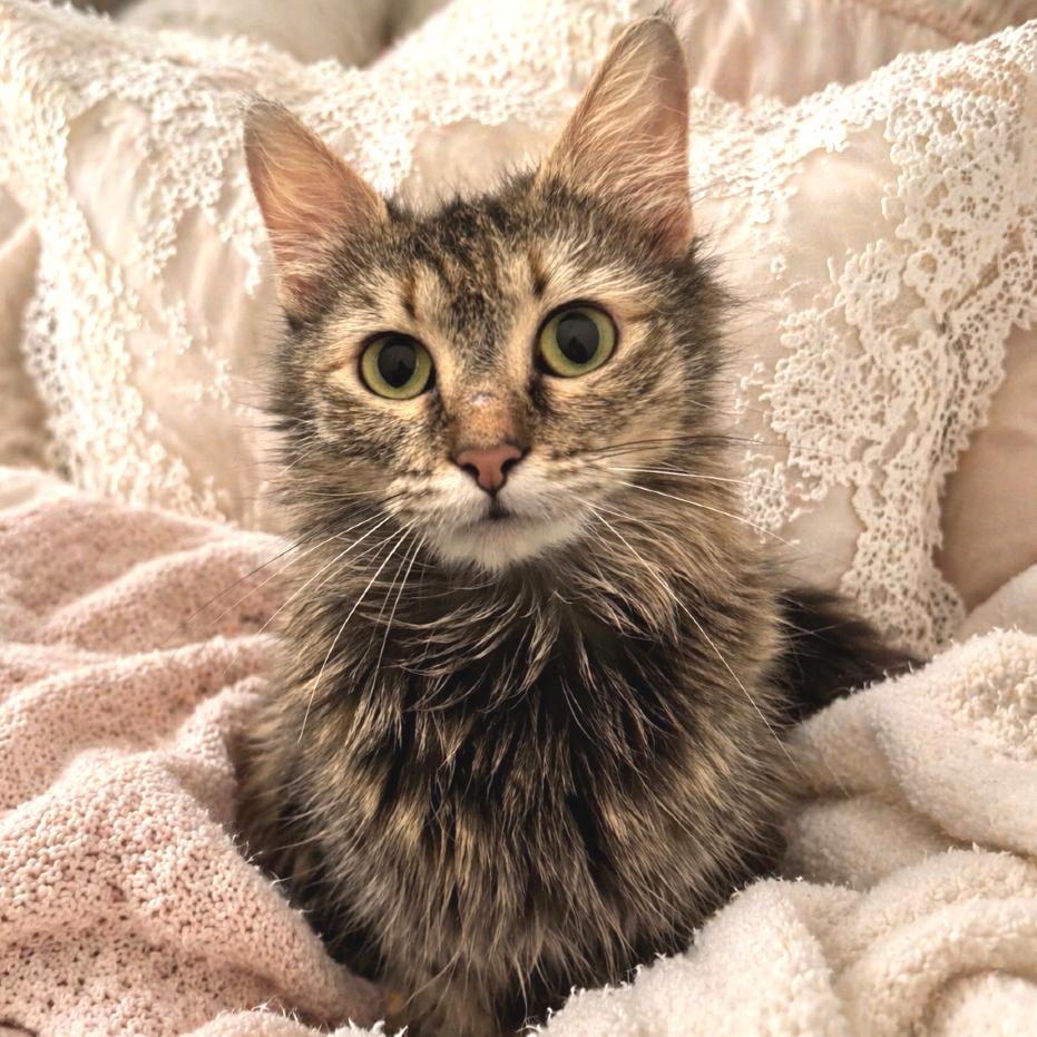 Pippy, a Adoptable Domestic Medium Hair in Chapel Hill, NC image 2/6