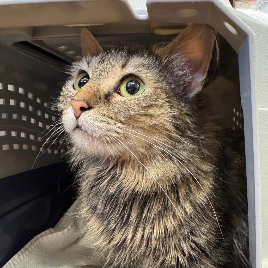 Pippy, a Adoptable Domestic Medium Hair in Chapel Hill, NC image 3/6