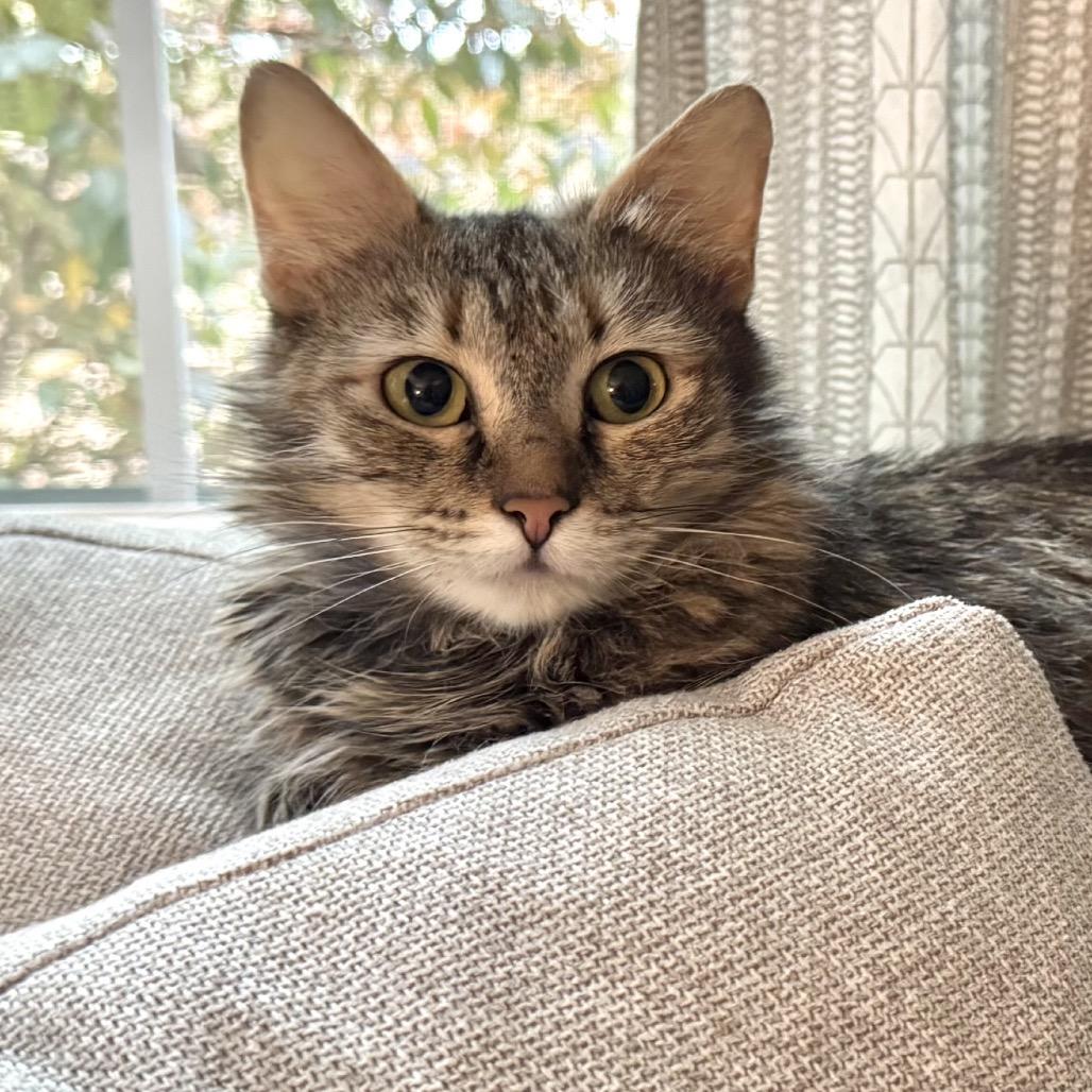 Pippy, a Adoptable Domestic Medium Hair in Chapel Hill, NC image 4/6