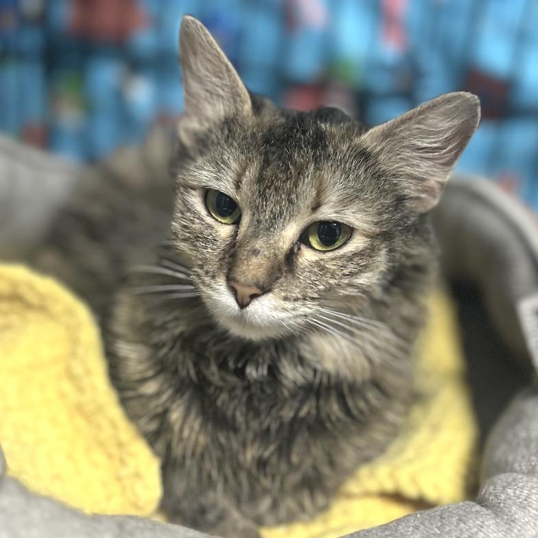 Pippy, a Adoptable Domestic Medium Hair in Chapel Hill, NC image 5/6