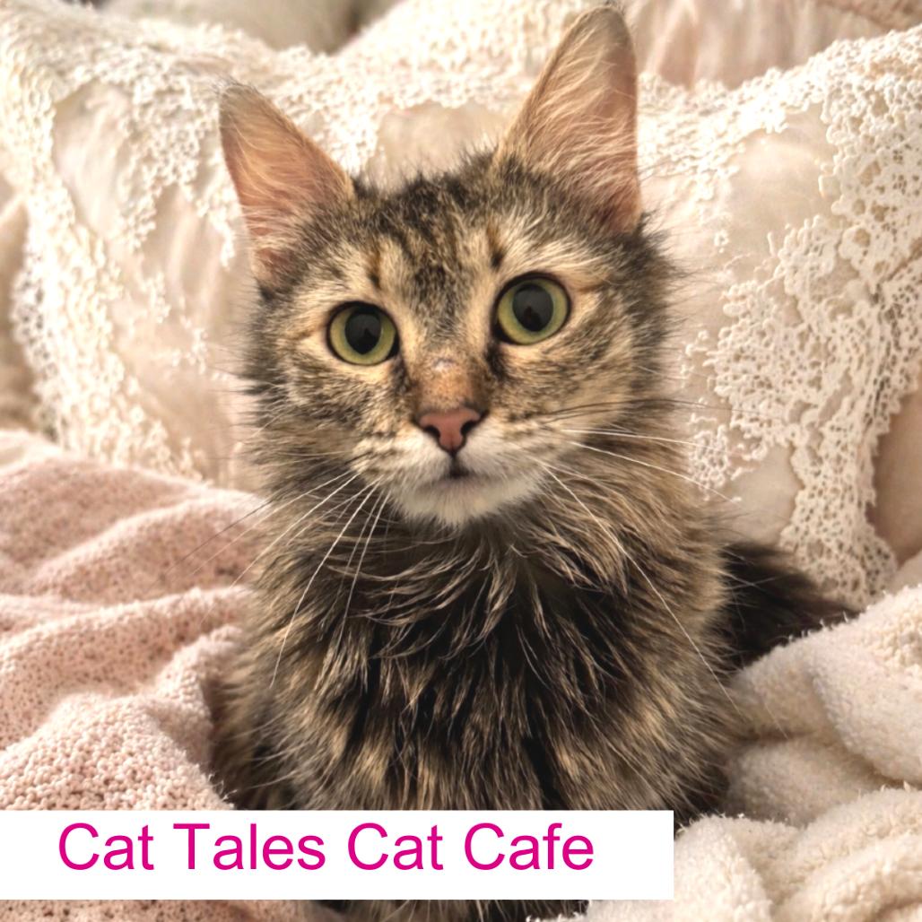 Pippy, a Adoptable Domestic Medium Hair in Chapel Hill, NC image 6/6