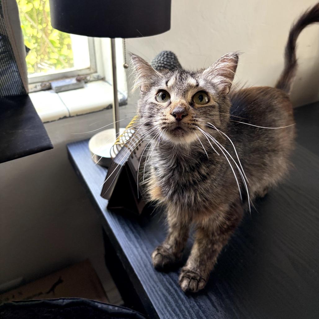 Lana, a Adoptable Domestic Short Hair in Juno Beach, FL image 1/3
