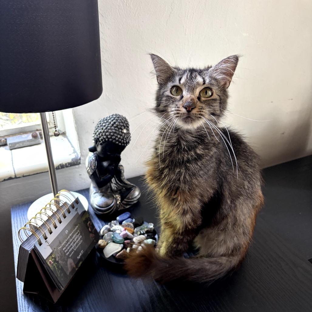 Lana, a Adoptable Domestic Short Hair in Juno Beach, FL image 2/3