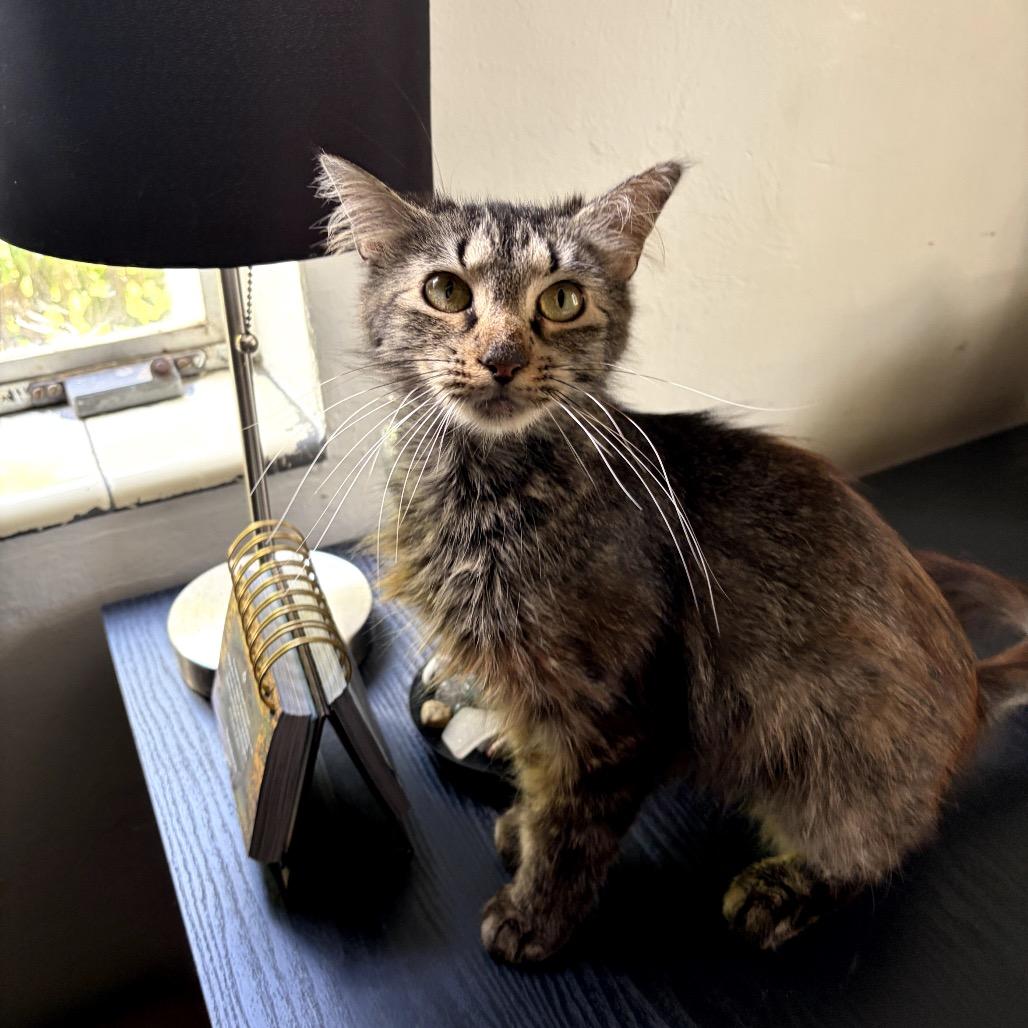 Lana, a Adoptable Domestic Short Hair in Juno Beach, FL image 3/3