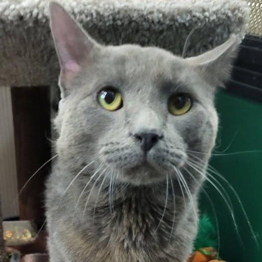 Enlarge Milo , a ADOPTABLE mixed breed in Independence, OH image 3/3