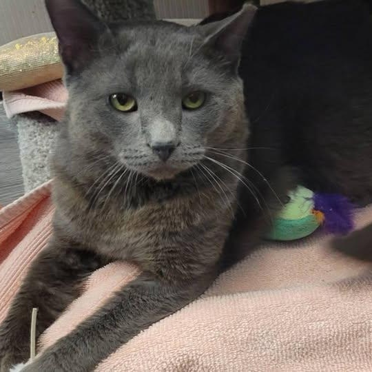 Enlarge Milo , a ADOPTABLE mixed breed in Independence, OH image 2/3