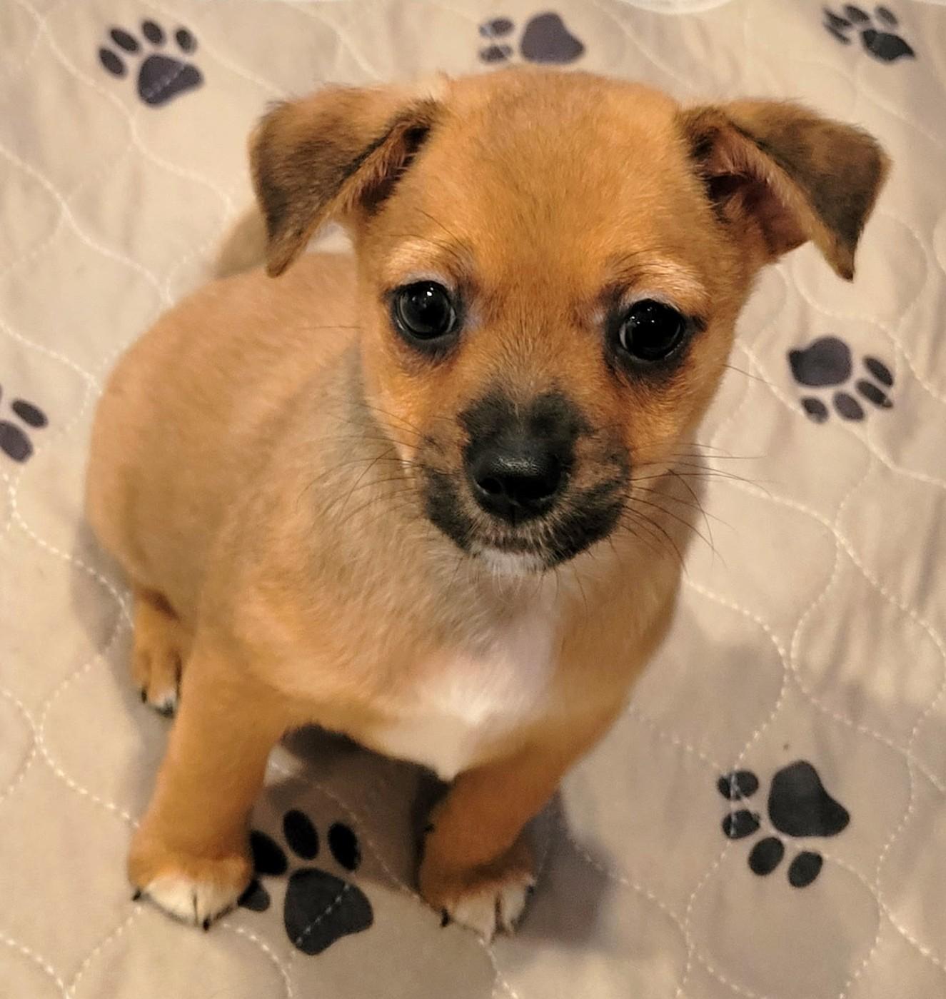 Enlarge Jill, a Adoptable mixed breed in Palatine, IL image 3/6