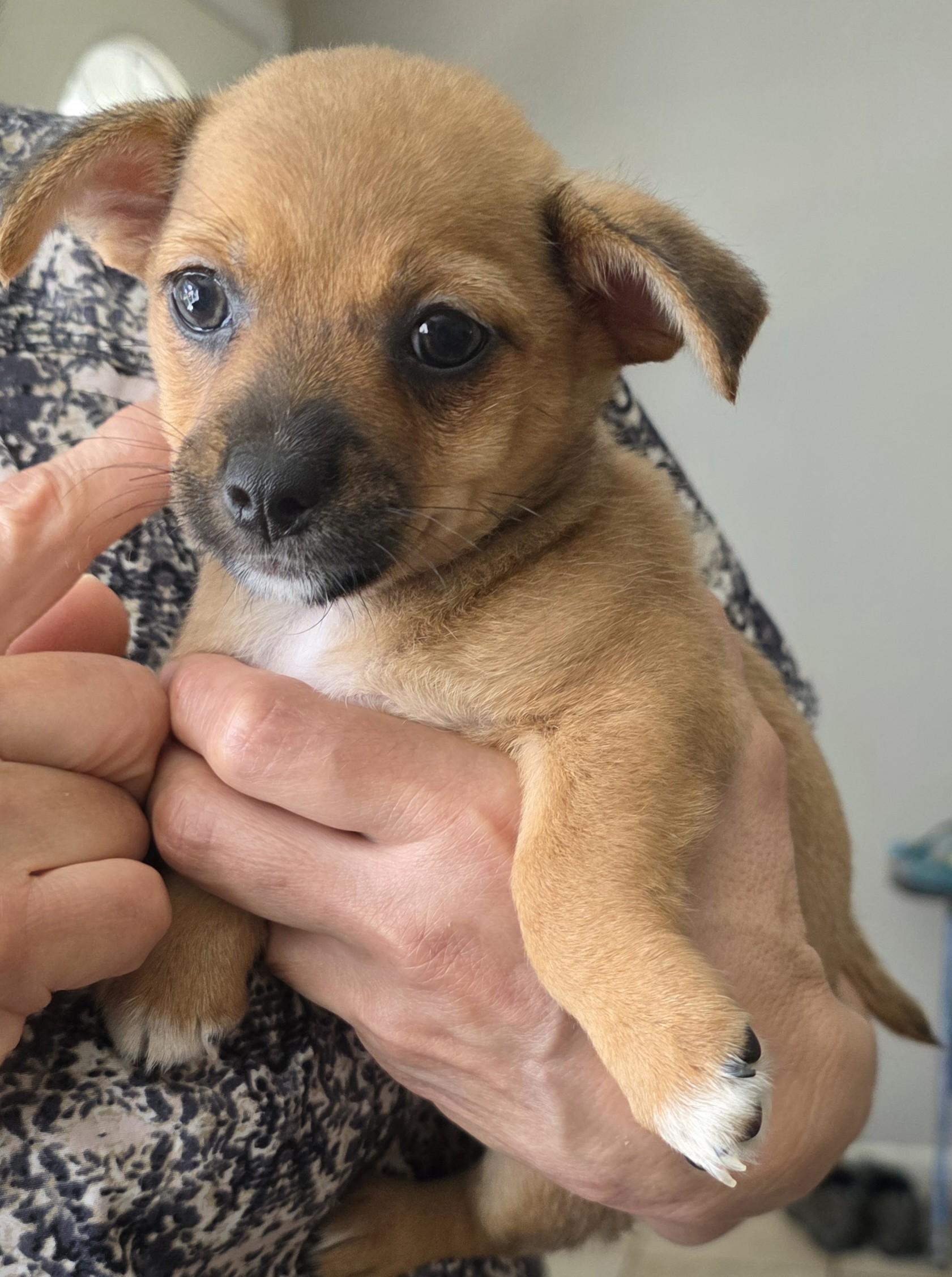 Enlarge Jill, a Adoptable mixed breed in Palatine, IL image 6/6