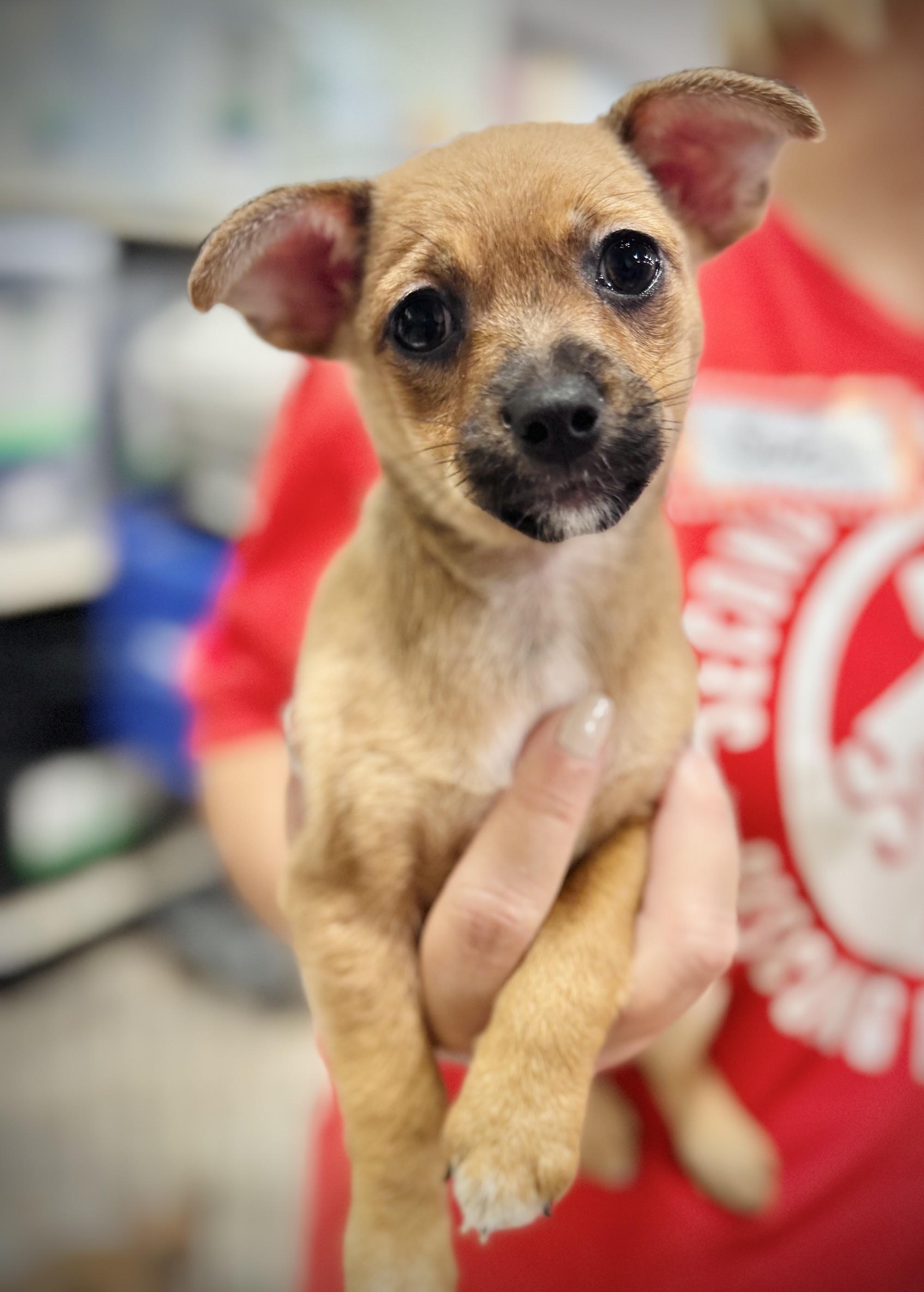 Enlarge Jill, a Adoptable mixed breed in Palatine, IL image 4/6
