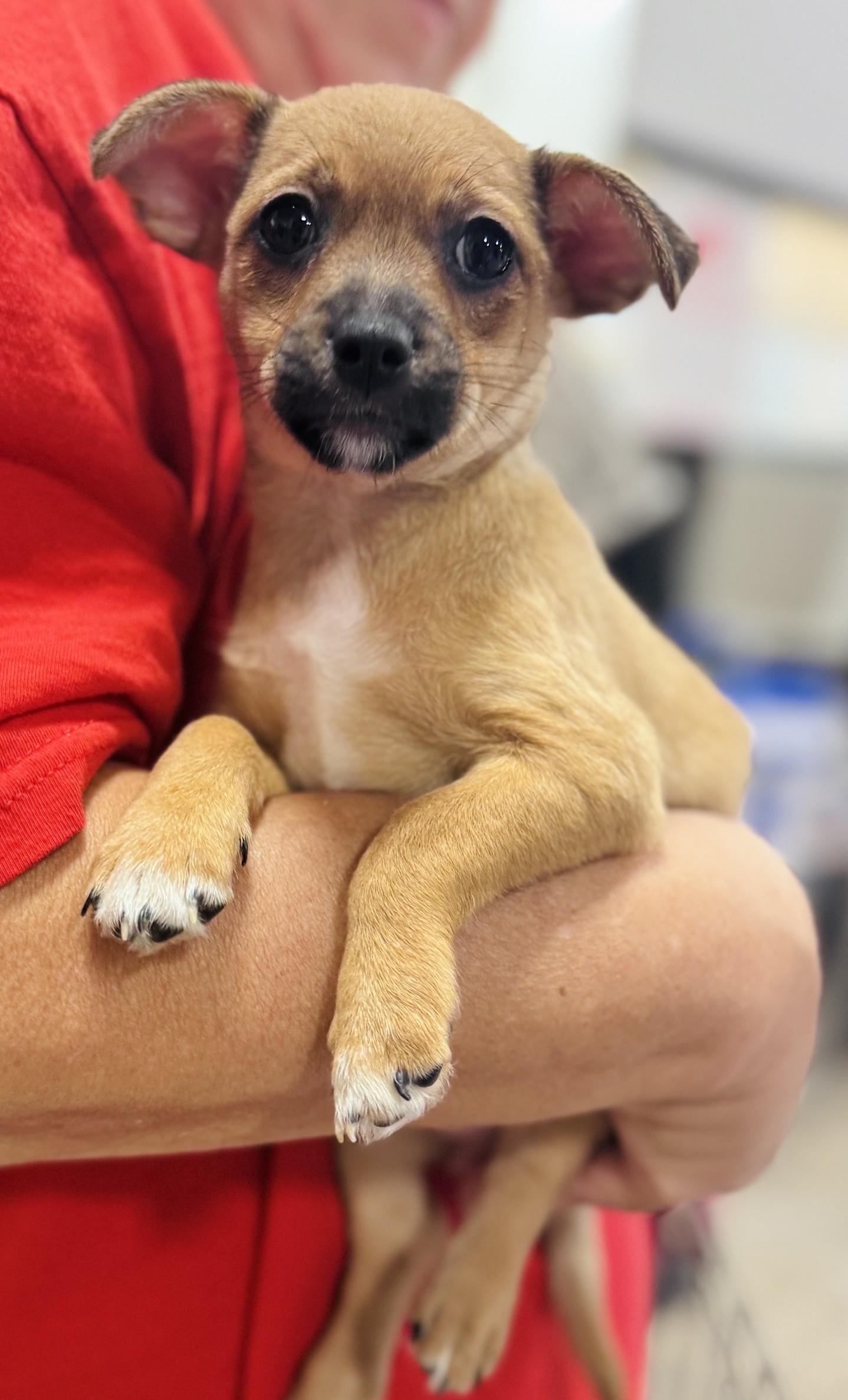 Enlarge Jill, a Adoptable mixed breed in Palatine, IL image 2/6