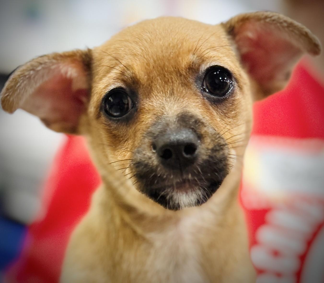 Jill, Adoptable, Puppy Female Chihuahua & Mixed Breed.