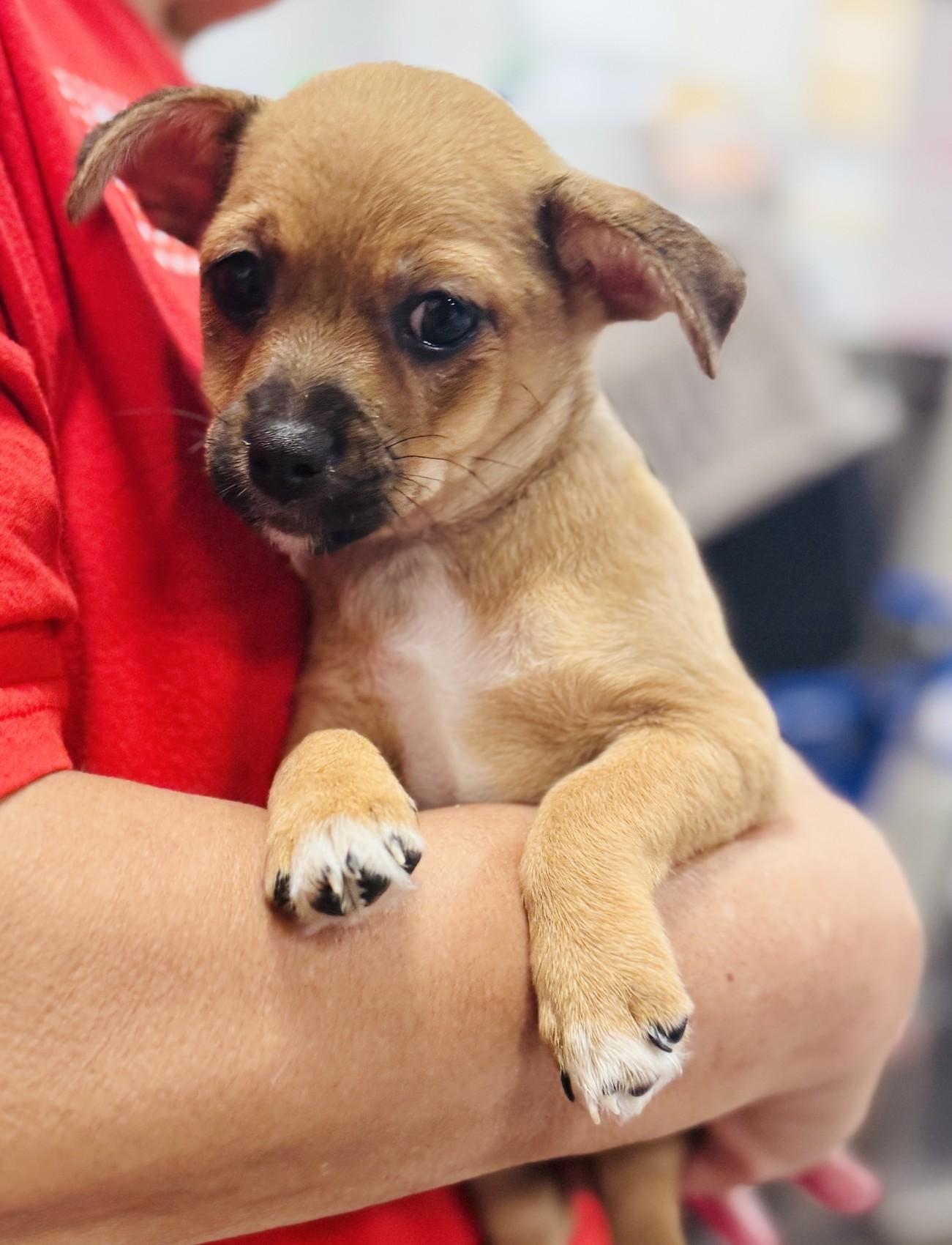 Enlarge Jill, a Adoptable mixed breed in Palatine, IL image 5/6