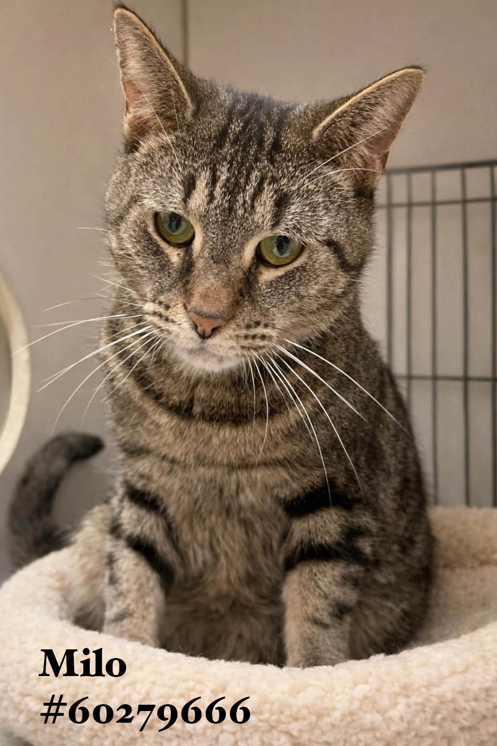 Enlarge Milo , a ADOPTABLE Tabby in Wilkes Barre, PA image 1/1