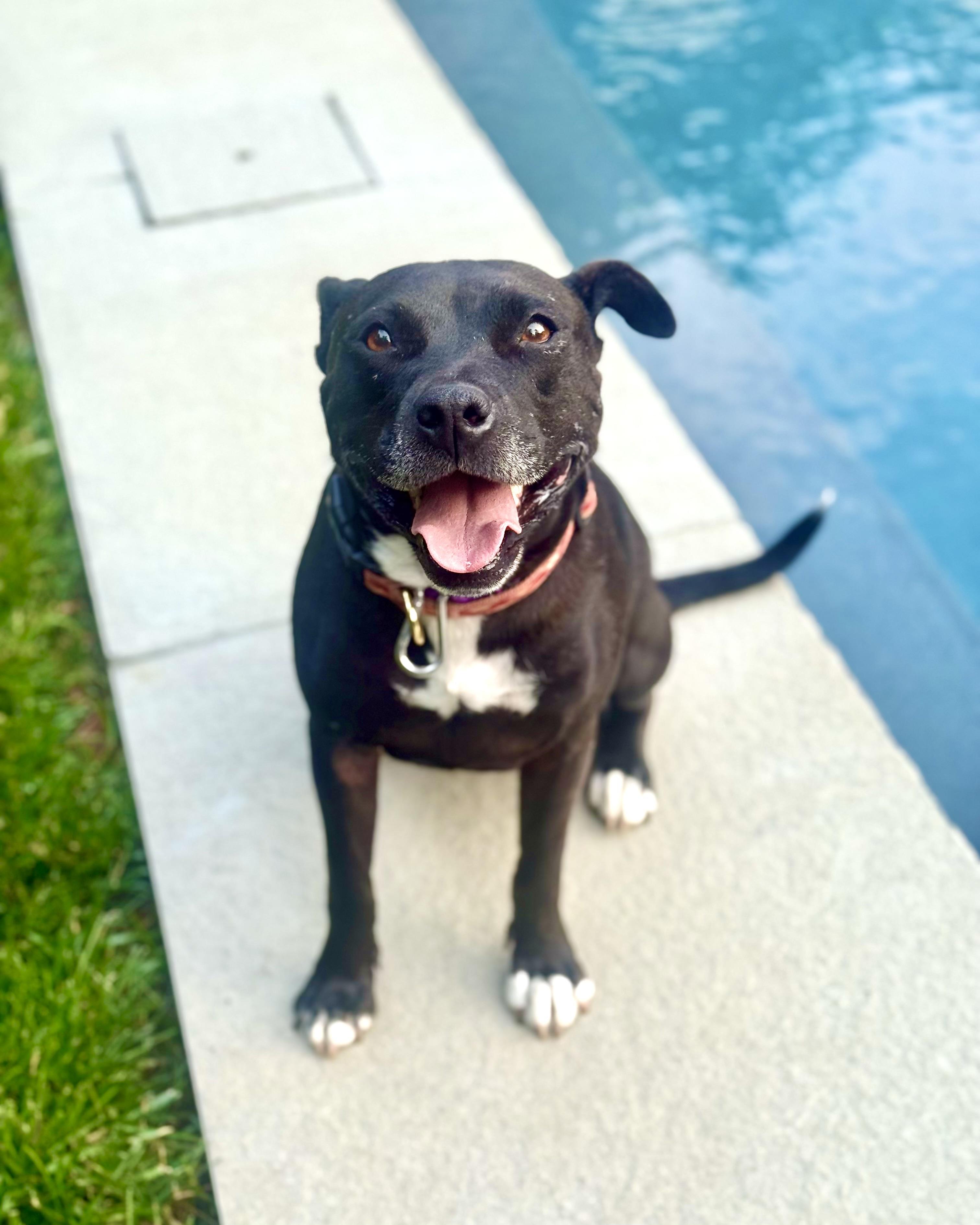 Velcro, Adult Female Pit Bull Terrier