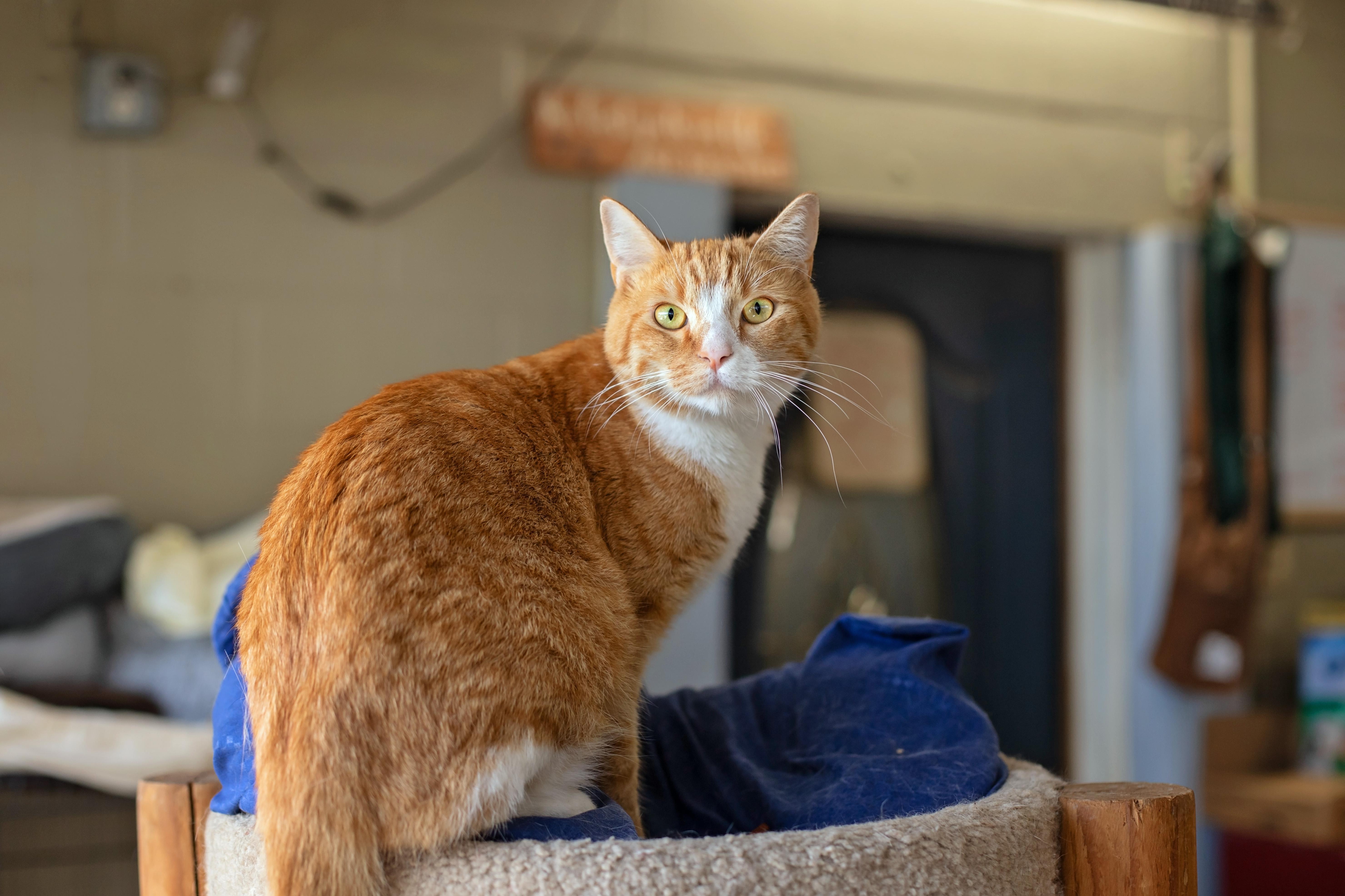 Enlarge Julie, a Adoptable Domestic Short Hair in Landenberg, PA image 1/2