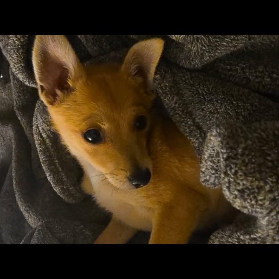 Fox, Adoptable, Puppy Male Chihuahua.