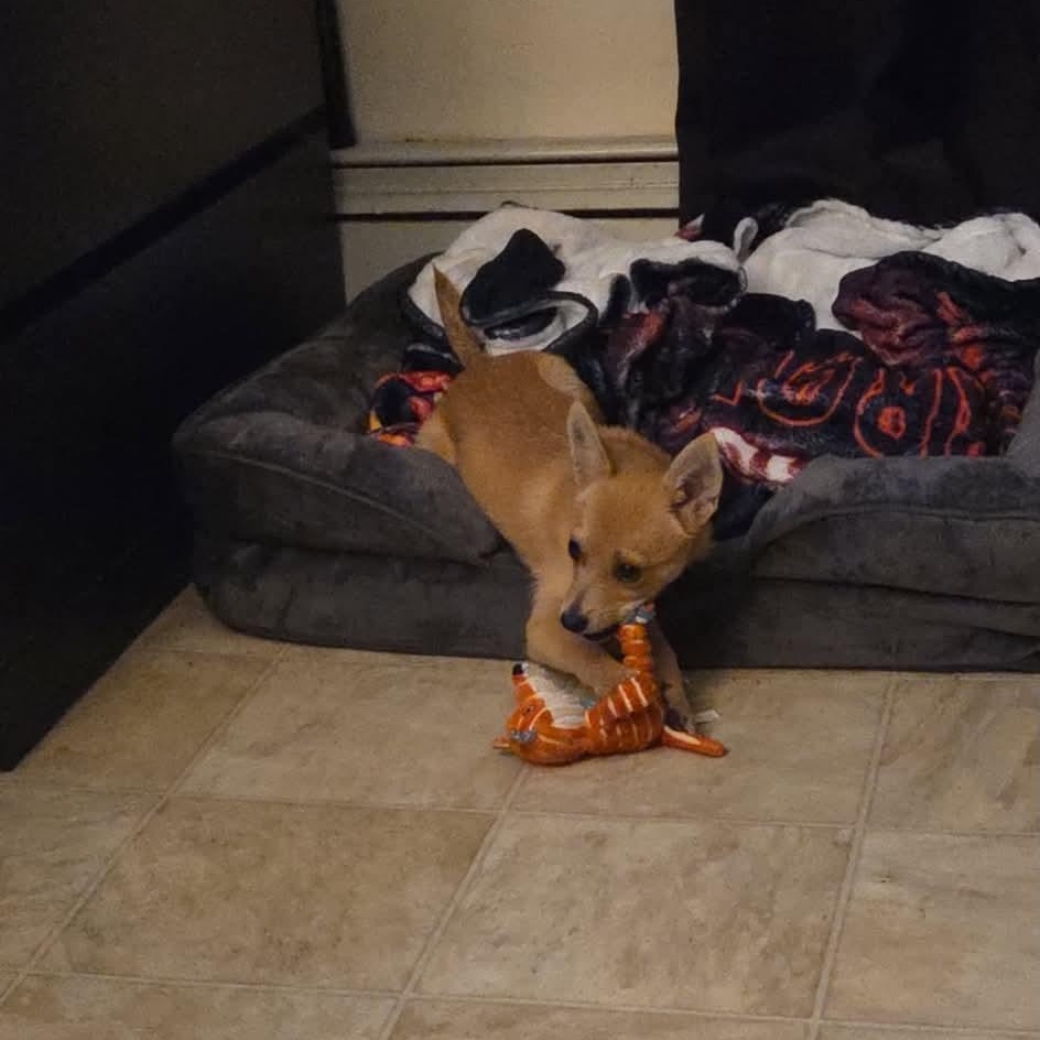 Enlarge Fox, a Adoptable mixed breed in Boonton, NJ image 2/6