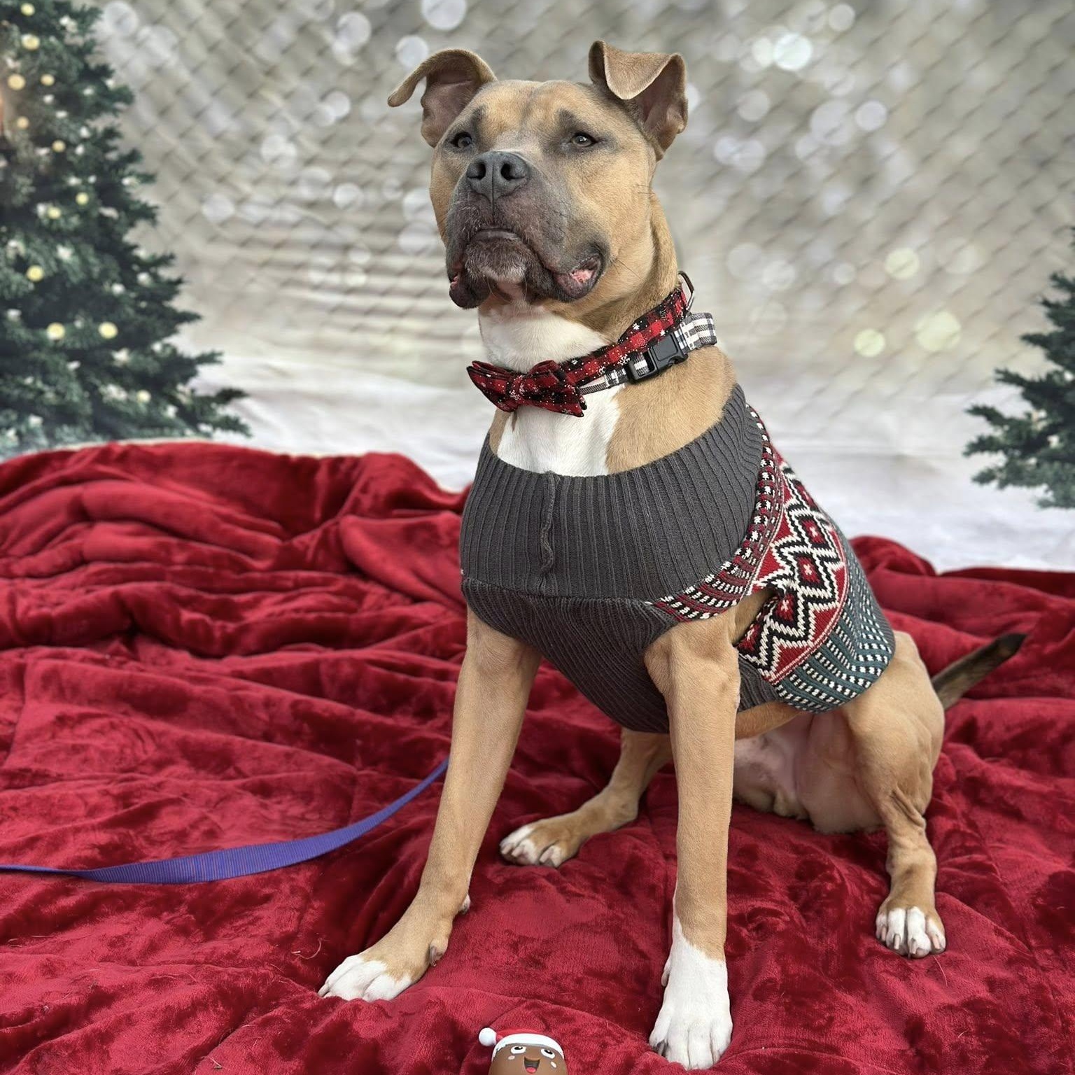 Rosco, Adoptable, Adult Male Pit Bull Terrier.