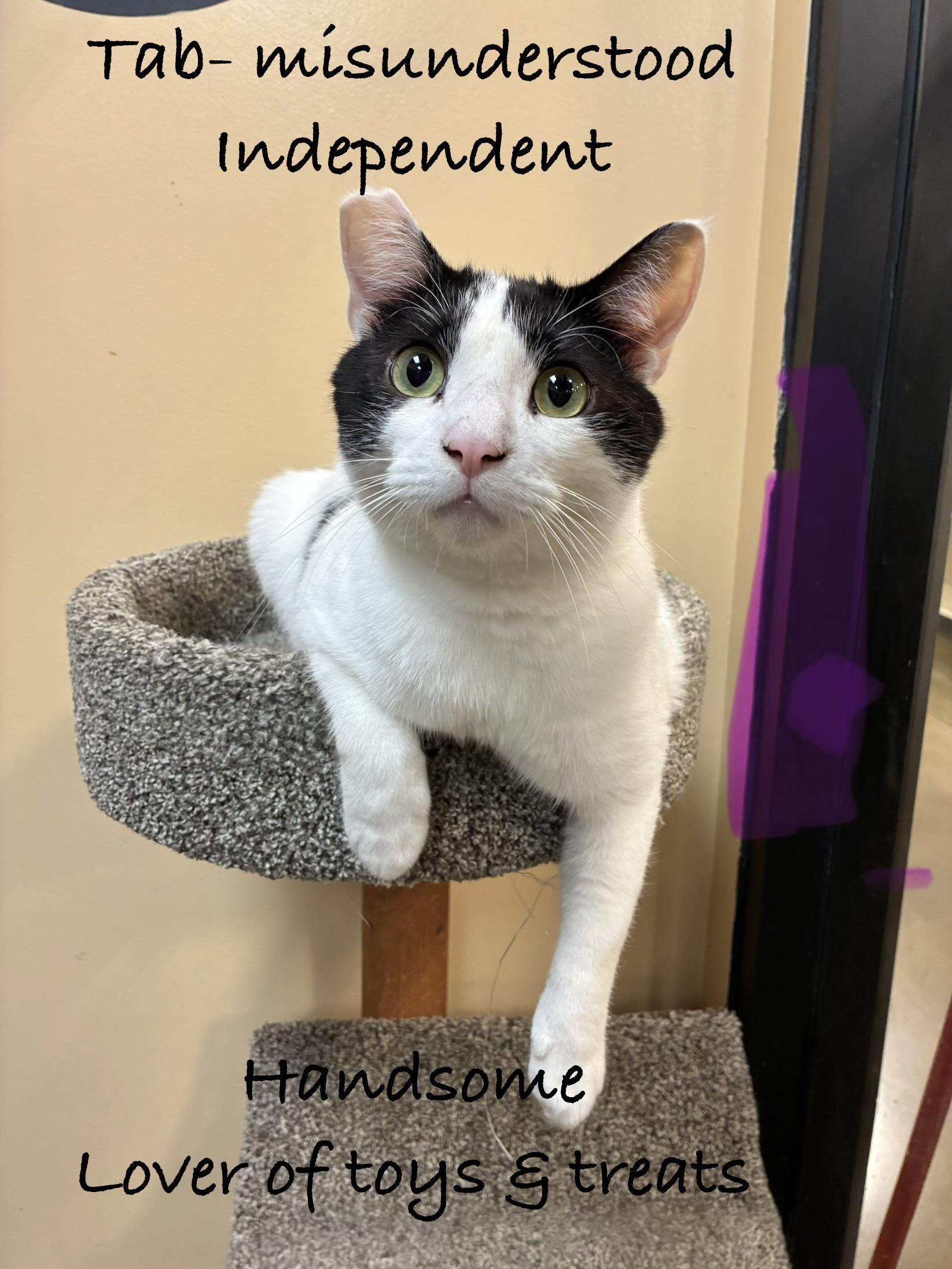 Tab, ADOPTABLE, Adult Male Domestic Short Hair.