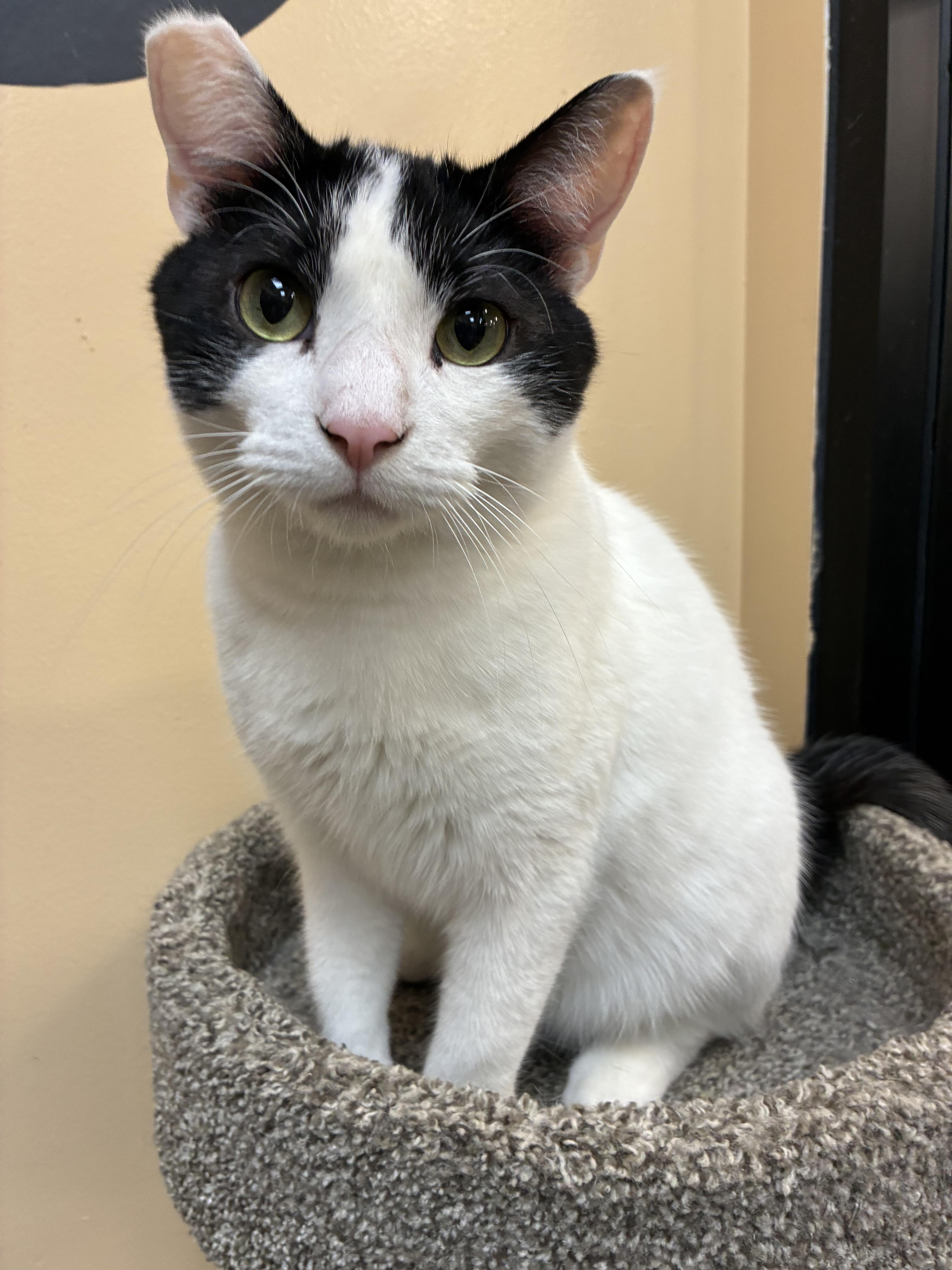 Enlarge Tab, an adopted Domestic Short Hair in Las Vegas, NV image 2/2