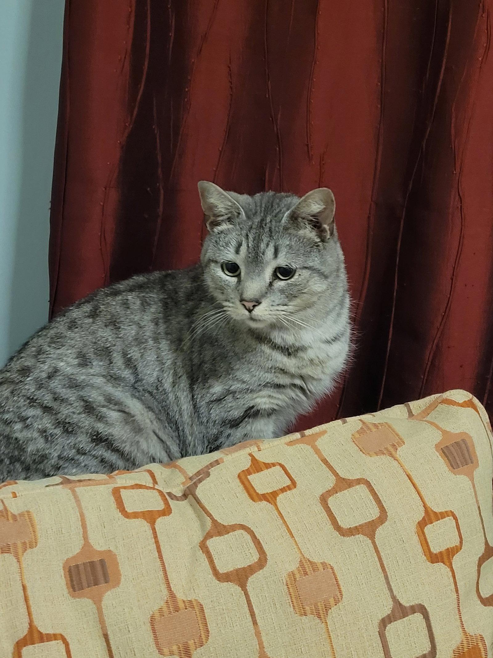 Thomas, Adopted, Adult Male Domestic Short Hair.
