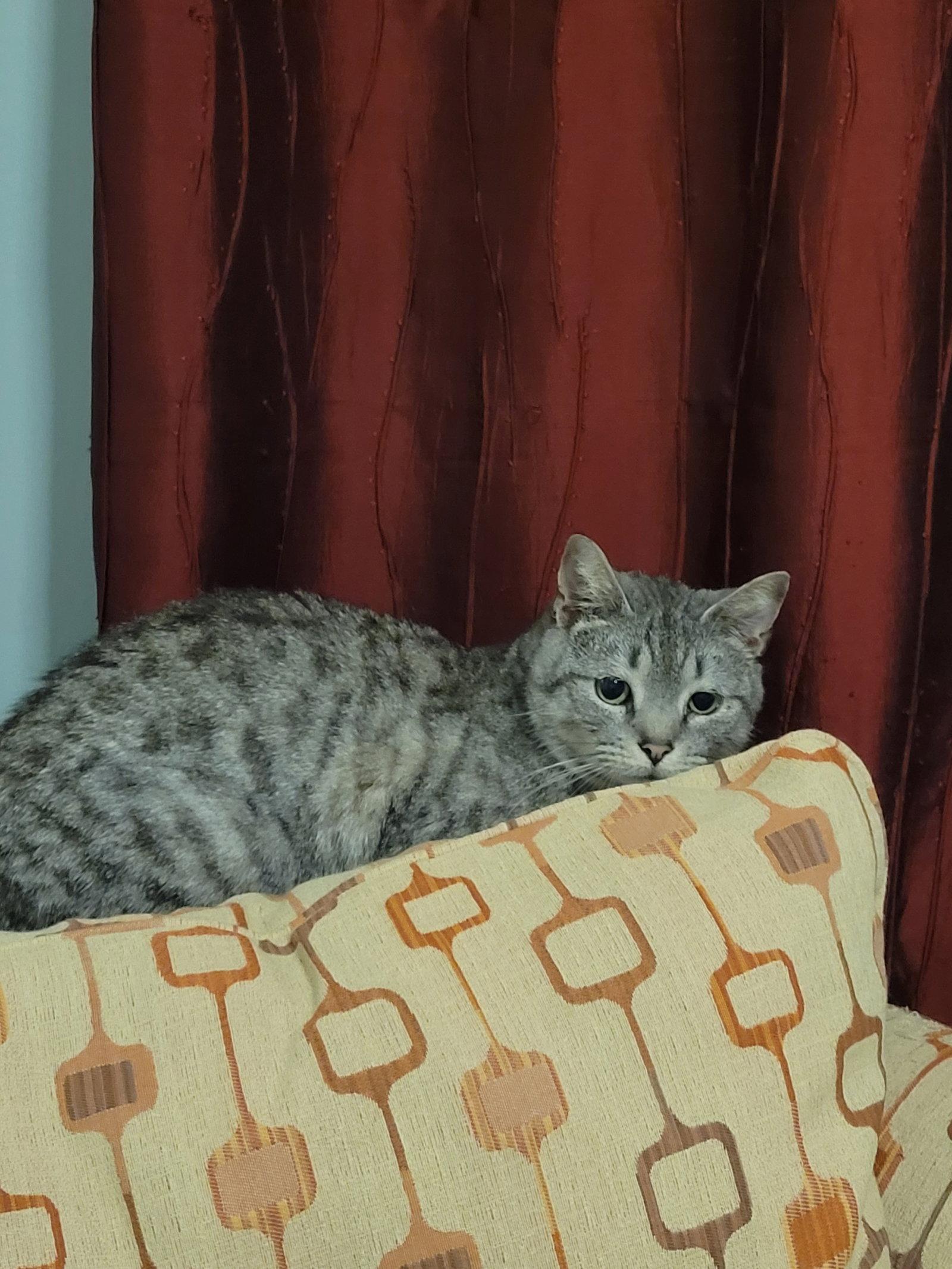 Enlarge Thomas, a Adopted Domestic Short Hair in Herndon, VA image 2/3