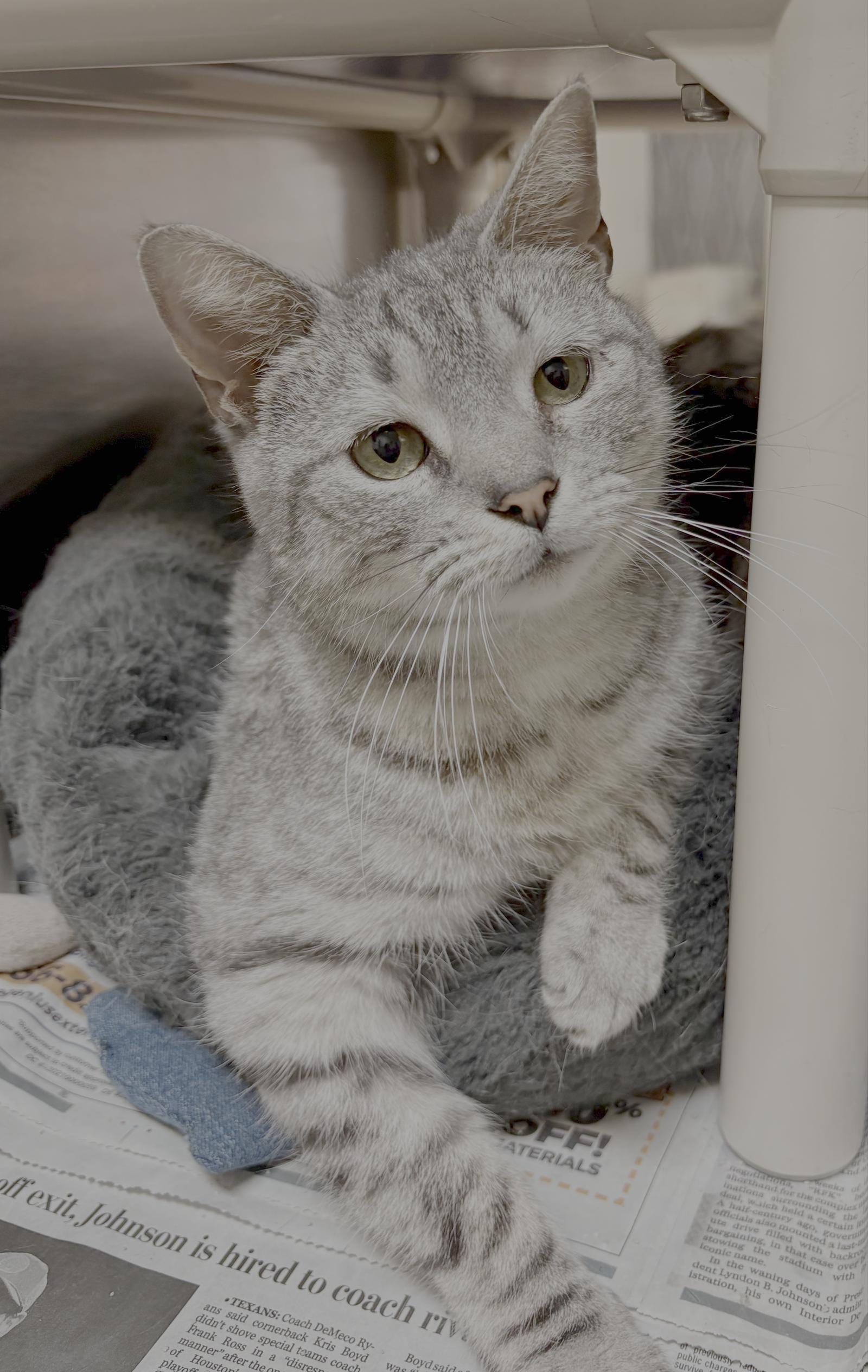 Enlarge Thomas, a Adopted Domestic Short Hair in Herndon, VA image 3/3