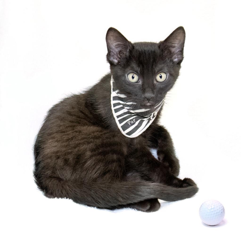 Par, Adoptable, Young Male Domestic Short Hair.