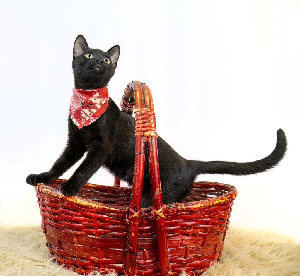 Par, a Adoptable mixed breed in Hot Springs Village, AR image 5/5